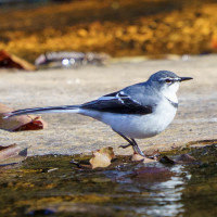 Mountain Wagtail